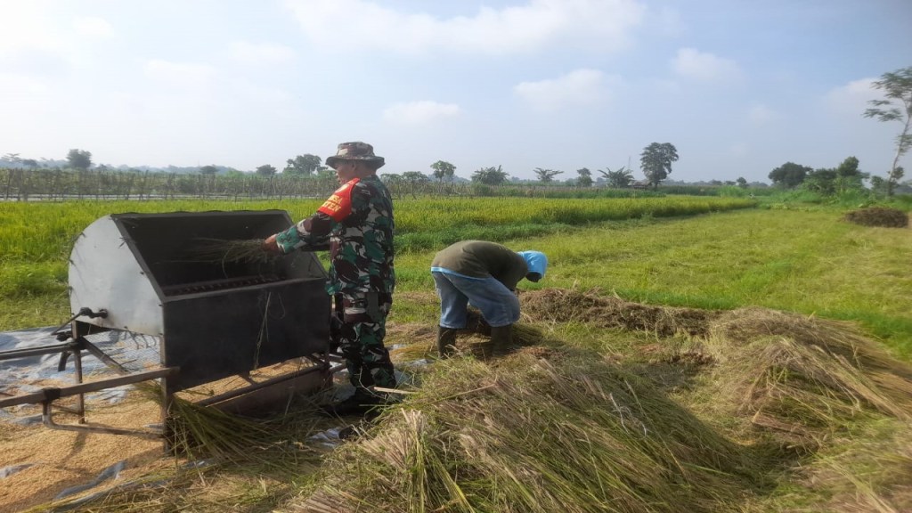 Sukseskan Ketahanan Pangan, Babinsa Koramil 0808/22 Wonodadi Turun Ke&nbsp;Sawah