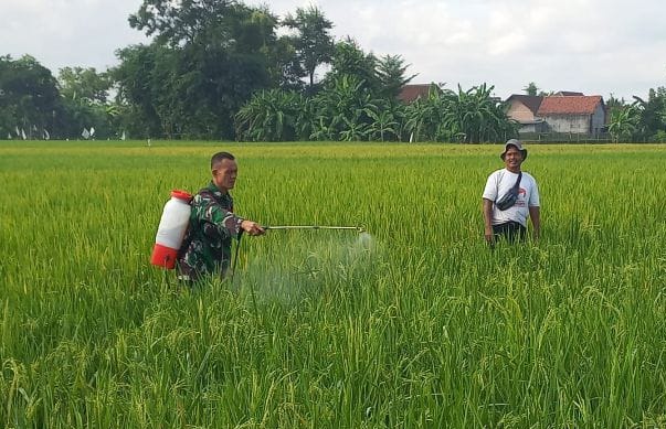 Tingkatkan Produksis Pertanian, Sertu Idrus Mardiono Dampingi Petani Semprot Pestisida Pada Tanaman&nbsp;Padi